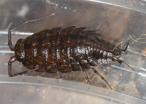 Ligidium latum