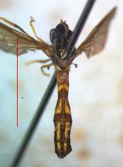 Nuntianus