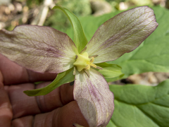 Trillium erectum