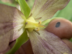 Trillium erectum