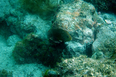 Stegastes rectifraenum