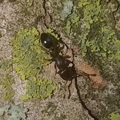 Temnothorax schaumii