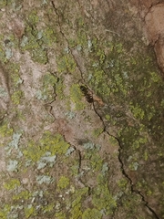 Temnothorax schaumii