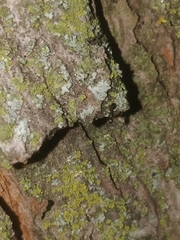 Temnothorax schaumii