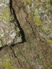 Temnothorax schaumii