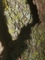 Temnothorax schaumii