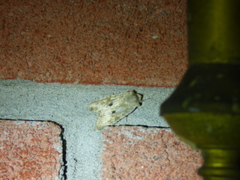 Lithophane patefacta