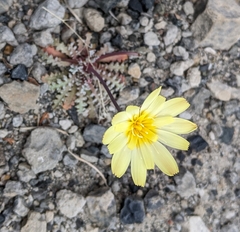 Anisocoma acaulis