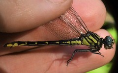 Hylogomphus geminatus