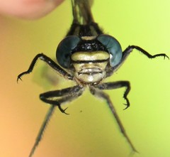 Hylogomphus geminatus