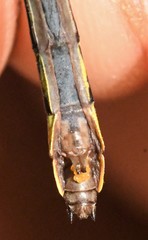 Hylogomphus geminatus