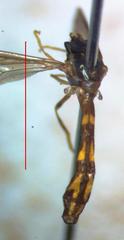 Nuntianus