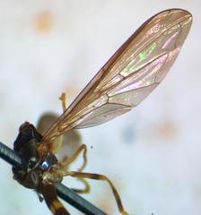 Nuntianus
