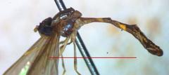 Nuntianus