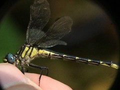 Hylogomphus geminatus