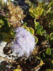 Ageratum maritimum