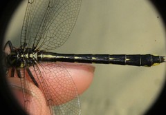 Hylogomphus geminatus