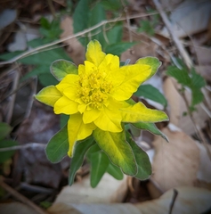 Euphorbia epithymoides