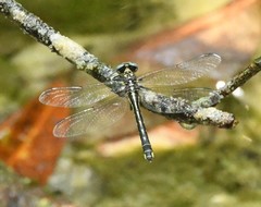 Hylogomphus geminatus