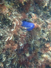 Rhopalaea