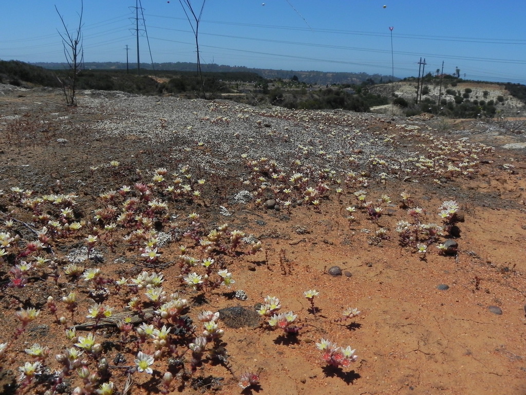Dudleya brevifolia