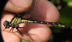 Hylogomphus geminatus