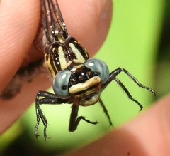 Hylogomphus geminatus