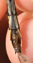 Hylogomphus geminatus