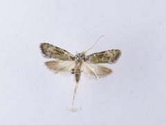 Izatha prasophyta