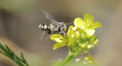 Isepeolus luctuosus