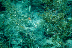 Halichoeres semicinctus