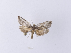 Argyroploce chlorosaris