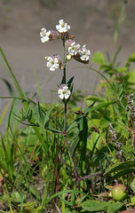 Silene repens