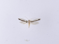 Erechthias chionodira