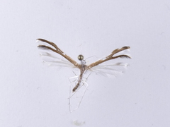 Pterophorus furcatalis
