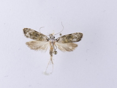 Izatha prasophyta