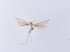 Pterophorus innotatalis