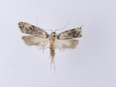 Izatha prasophyta