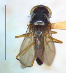 Tanypezidae