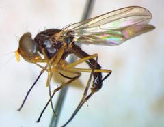 Tanypezidae