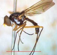 Tanypezidae