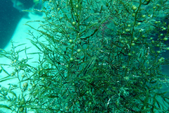 Paralabrax auroguttatus