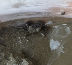 Hemigrapsus sanguineus