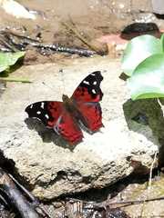 Hypanartia kefersteini