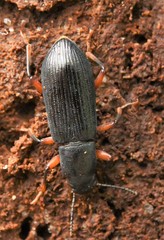 Xylopinus saperdoides