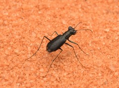 Cicindela abdominalis