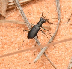 Cicindela abdominalis
