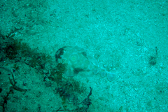 Diplobatis ommata