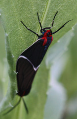 Ctenucha multifaria