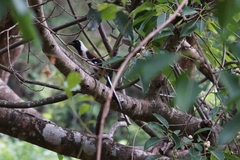 Dendrocitta leucogastra